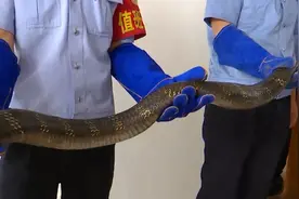 居民家进来3米眼镜王蛇 森警帮忙图片