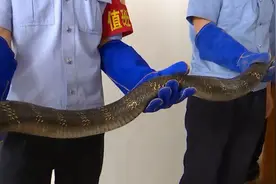 居民家进来3米眼镜王蛇 森警帮忙图片