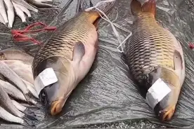 鲤鱼甩籽期间惨遭灭门，真凶多在午夜行凶，为何无人制止？图片