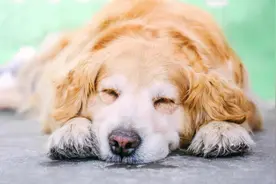 狗狗回“汪星”的预兆有哪些？珍惜最后的相处时间，别留遗憾图片