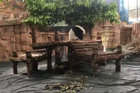 泉州海丝野生动物园图片