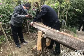 嫌大树影响家中采光 合肥栢景湾小区一居民擅自砍树被罚4500元图片