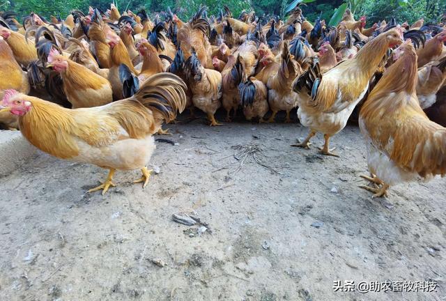 鐮旂┒琛ㄦ槑鍙戦叺楗叉枡鍏锋湁鏀瑰杽姘ㄥ熀閰搞€佽剛鑲吀锛岃倢鑲夌悊鍖栫壒鎬у強椋庡懗