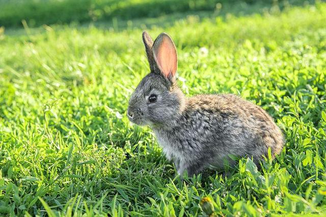 养兔技术｜家兔青绿多汁饲料的营养特点及饲喂注意事项
