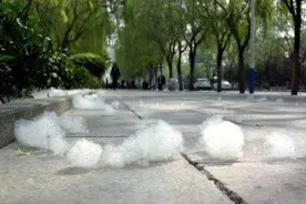 漫天飞舞的杨絮何时说再见？园林部门：沈阳已不再种植雌杨图片