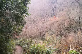 宁波横街东道岭古道游记图片
