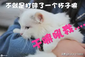 闯祸小猫该不该“闭笼思过”？调教猫咪熊孩子，试试这3个方法图片