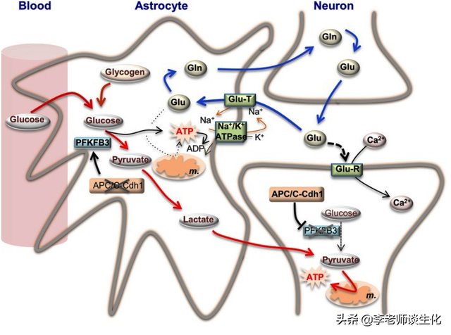 氨基酸的脱氨与氨基酸氧化酶