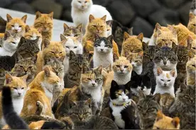 日本“猫岛”：数量过5万的猫吃光岛上老鼠后，被迫学会下海捕鱼图片