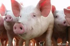 行情分析：2021年6月份生猪价格走势如何，还会暴跌吗？图片