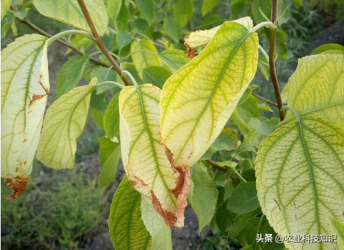 果树早期黄叶和落叶的原因及防控措施