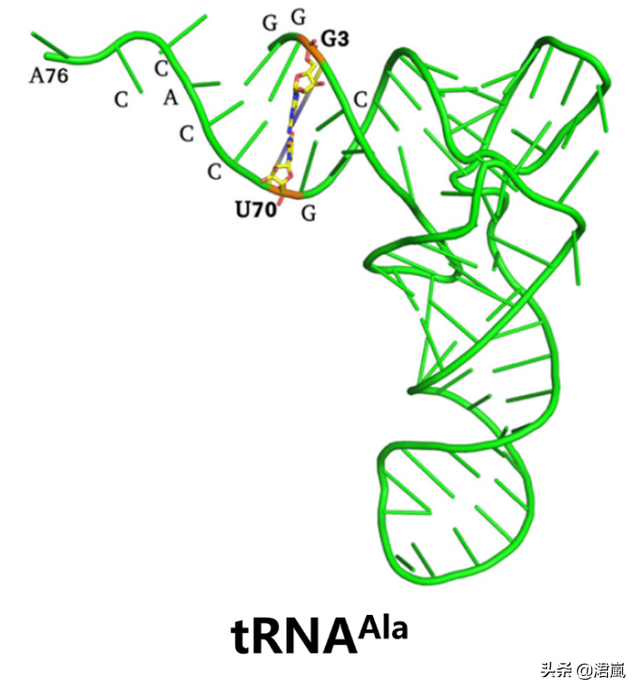 蛋白质翻译时如何确保选择正确的tRNA？