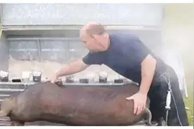 老外发明褪猪毛神器，黑猪进去白猪出来，猪还没反应过来毛就没了图片