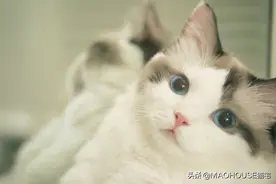 4种猫寄生虫治疗方案图片