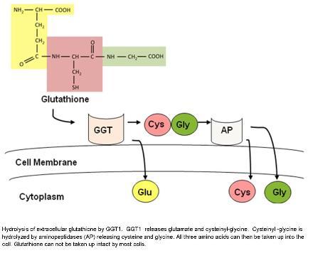 谷氨酰转肽酶高是怎么回事？不一定是肝炎，饮酒和药物损害可引起