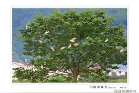 40年！她，从汉中飞向全国、飞到海外图片