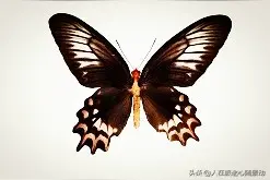 上海自然博物馆：美丽的蝴蝶标本图片