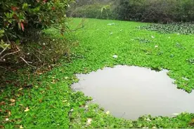 钓鱼钓草边，究竟要怎样钓？钓草距离多远好？一文读懂教你如何钓图片