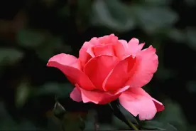 如果有一天，男人故意冷落你，如此做你就赢了图片