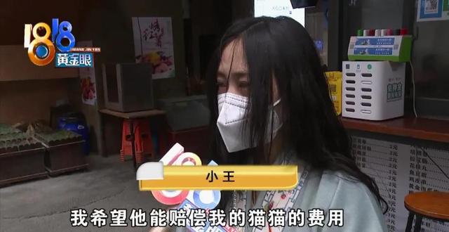 小猫死在烘干箱，是温度过高还是突发心脏病？