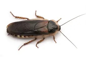 大强虫控：常见蟑螂德国小蠊的习性和防治措施图片