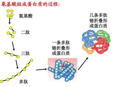 氨基酸类、鱼蛋白肥料的应用现状与前景