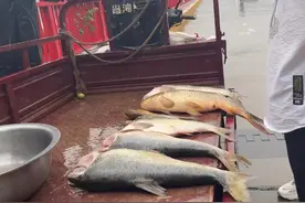 黄河小浪底排沙，惊现无头大鱼，吃货：做不了剁椒鱼头要它干嘛？图片