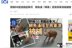 香港垄断资本与野猪佩奇爱自由图片
