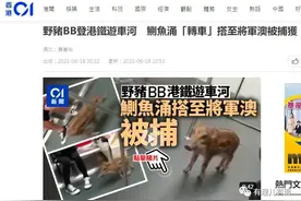 香港垄断资本与野猪佩奇爱自由图片