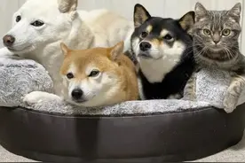 猫狗同养，是猫咪逐渐“狗化”？还是狗狗逐渐“猫化”？图片