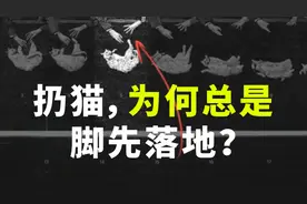 猫落地时为何总是脚先着地？呀！原来喵星人也懂物理图片