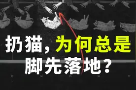 猫落地时为何总是脚先着地？呀！原来喵星人也懂物理图片