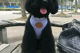 为什么黑色贵宾犬很少有人养？背后有这６大真相图片