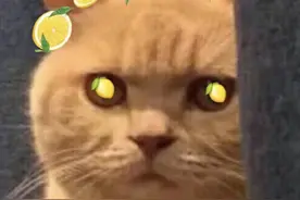 喜讯！深圳又一波新建学校曝光！部分今年9月首次招生，选址在这图片