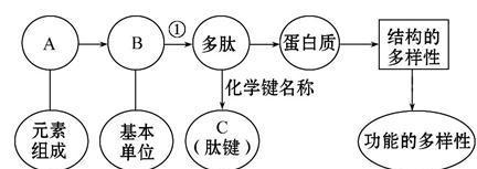 「有营养就有可能」肽和氨基酸、蛋白质的区别？