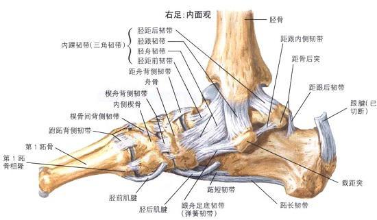 踝关节的构造及扭伤机制