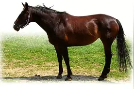 「康平老故事」张聚珍献马记图片