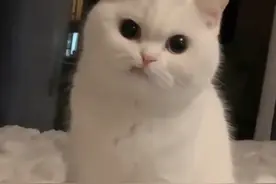 可爱！天生一副拽样的猫咪走红，主人：它少颗牙图片
