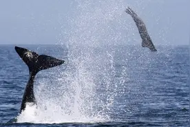 作为海洋猎手，杀人鲸什么都吃，为什么不吃人？图片