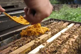 养蜂要知其然知其所以然，学习养蜂技术要注意所达到的条件图片