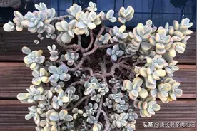 多肉浇透水以后隔多久再次浇水？季节和天气不同浇水频率都不一样图片