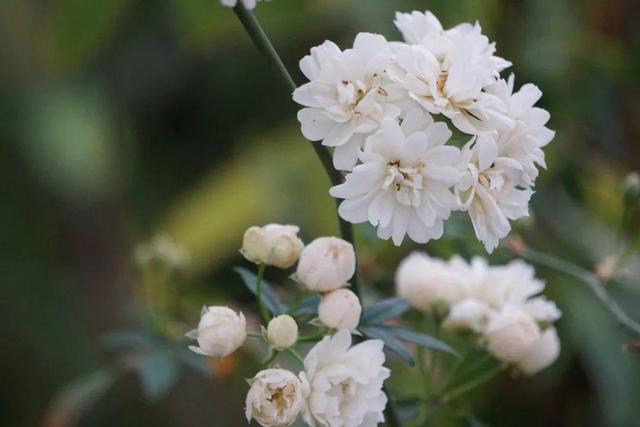 散文：花开荼蘼