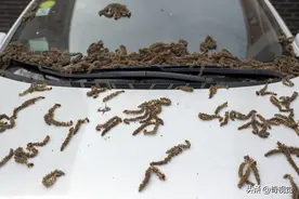 北京的大树上掉落大量“毛毛虫”看得人鸡皮疙瘩起满身图片