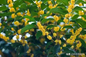 人少景也美！杭城私藏赏桂指南收好！图片