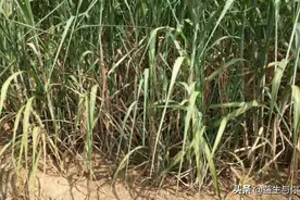 我们生活是站在巨人肩膀上，来自和农民对白后的思考，药不能停图片