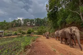 泰国旅游业凋敝，大象被迫返乡图片