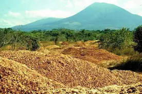 在哥斯达黎加，一堆橙子皮拯救了一片雨林图片