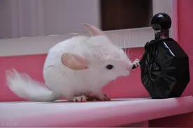 龙猫：非龙非猫，是个鼠图片