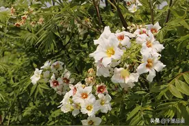 【雄安之声】雄县鄚州镇：文冠果花海缤纷烂漫图片