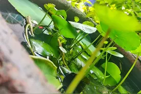 天使和魔鬼的爱情，可笑可悲啊图片